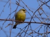Filename=002_fotowilga~42.JPG
Filesize=247KB
Dimensions=700x525
Date added=Mar 04, 2018 002_fotowilga~42.JPG