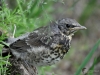 Filename=002_fotowilga~44.JPG
Filesize=297KB
Dimensions=700x525
Date added=Apr 24, 2018 002_fotowilga~44.JPG