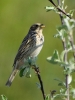Filename=002_fotowilga~45.JPG
Filesize=268KB
Dimensions=525x700
Date added=Apr 27, 2018 002_fotowilga~45.JPG