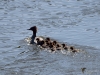Filename=002_fotowilga~47.JPG
Filesize=314KB
Dimensions=700x525
Date added=Jun 05, 2018 002_fotowilga~47.JPG