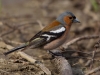 Filename=002_fotowilga~48.JPG
Filesize=260KB
Dimensions=700x525
Date added=Jul 23, 2018 002_fotowilga~48.JPG