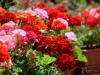 Filename=002_fotowilga~49.JPG
Filesize=302KB
Dimensions=700x525
Date added=Aug 19, 2018 002_fotowilga~49.JPG