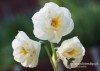 Filename=002_fotowilga~5.JPG
Filesize=99KB
Dimensions=720x514
Date added=May 05, 2014 002_fotowilga~5.JPG