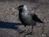 Filename=002_fotowilga~50.JPG
Filesize=266KB
Dimensions=700x525
Date added=Oct 18, 2018 002_fotowilga~50.JPG
