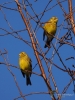 Filename=002_fotowilga~55.JPG
Filesize=285KB
Dimensions=525x700
Date added=Feb 09, 2019 002_fotowilga~55.JPG