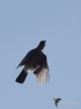 Filename=002_fotowilga~58.JPG
Filesize=167KB
Dimensions=525x700
Date added=Apr 01, 2019 002_fotowilga~58.JPG