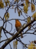 Filename=002_fotowilga~59.JPG
Filesize=266KB
Dimensions=525x700
Date added=May 07, 2019 002_fotowilga~59.JPG