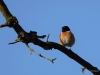 Filename=002_fotowilga~62.JPG
Filesize=204KB
Dimensions=700x525
Date added=Oct 28, 2019 002_fotowilga~62.JPG