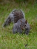 Filename=002_fotowilga~65.JPG
Filesize=288KB
Dimensions=525x700
Date added=Nov 13, 2019 002_fotowilga~65.JPG