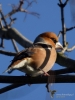 Filename=00302_fotowilga~39.JPG
Filesize=232KB
Dimensions=525x700
Date added=Dec 17, 2017 00302_fotowilga~39.JPG