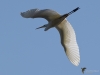 Filename=00303_fotowilga~41.JPG
Filesize=196KB
Dimensions=700x525
Date added=Sep 10, 2019 00303_fotowilga~41.JPG