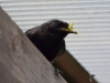 Filename=00307_fotowilga~42.JPG
Filesize=242KB
Dimensions=700x525
Date added=Jul 28, 2019 00307_fotowilga~42.JPG