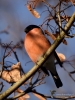 Filename=00312_fotowilga~50.JPG
Filesize=278KB
Dimensions=525x700
Date added=Nov 01, 2019 00312_fotowilga~50.JPG