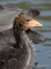 Filename=00315_fotowilga~35.JPG
Filesize=273KB
Dimensions=525x700
Date added=Jun 07, 2018 00315_fotowilga~35.JPG