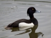 Filename=00315_fotowilga~40.JPG
Filesize=201KB
Dimensions=700x525
Date added=Nov 10, 2019 00315_fotowilga~40.JPG
