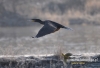 Filename=00317_fotowilga~17.JPG
Filesize=82KB
Dimensions=640x438
Date added=Mar 14, 2016 00317_fotowilga~17.JPG