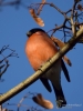 Filename=00318_fotowilga~41.JPG
Filesize=247KB
Dimensions=525x700
Date added=Nov 12, 2018 00318_fotowilga~41.JPG