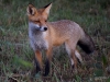 Filename=00319_fotowilga~42.JPG
Filesize=310KB
Dimensions=700x525
Date added=Sep 21, 2018 00319_fotowilga~42.JPG