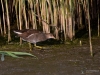 Filename=00319_fotowilga~44.JPG
Filesize=327KB
Dimensions=700x525
Date added=Oct 22, 2019 00319_fotowilga~44.JPG