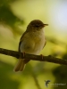 Filename=00320_fotowilga~36.JPG
Filesize=220KB
Dimensions=525x700
Date added=Jul 26, 2017 00320_fotowilga~36.JPG