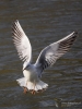 Filename=00321_fotowilga~36.JPG
Filesize=238KB
Dimensions=525x700
Date added=Feb 28, 2018 00321_fotowilga~36.JPG