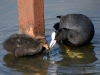 Filename=00325_fotowilga~33.JPG
Filesize=282KB
Dimensions=700x525
Date added=Jun 08, 2018 00325_fotowilga~33.JPG