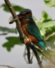 Filename=00326_fotowilga~31.JPG
Filesize=255KB
Dimensions=560x700
Date added=Nov 27, 2018 00326_fotowilga~31.JPG
