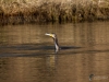 Filename=00329_fotowilga~37.JPG
Filesize=294KB
Dimensions=700x525
Date added=Jan 06, 2019 00329_fotowilga~37.JPG