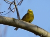 Filename=0032_fotowilga~61.JPG
Filesize=236KB
Dimensions=700x525
Date added=Mar 31, 2019 0032_fotowilga~61.JPG
