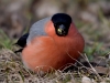Filename=00337_fotowilga~33.JPG
Filesize=260KB
Dimensions=700x525
Date added=Feb 22, 2018 00337_fotowilga~33.JPG