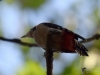 Filename=00337_fotowilga~36.JPG
Filesize=232KB
Dimensions=700x525
Date added=Nov 08, 2018 00337_fotowilga~36.JPG