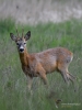 Filename=00338_fotowilga~0.JPG
Filesize=281KB
Dimensions=525x700
Date added=Jun 18, 2020 00338_fotowilga~0.JPG