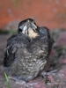 Filename=0033_fotowilga.JPG
Filesize=266KB
Dimensions=525x700
Date added=Mar 29, 2019 0033_fotowilga.JPG
