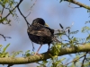Filename=0033_fotowilga~0.JPG
Filesize=269KB
Dimensions=700x525
Date added=Mar 30, 2019 0033_fotowilga~0.JPG