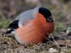 Filename=00340_fotowilga~33.JPG
Filesize=265KB
Dimensions=700x525
Date added=Feb 24, 2018 00340_fotowilga~33.JPG