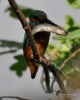 Filename=00342_fotowilga~37.JPG
Filesize=226KB
Dimensions=560x700
Date added=Nov 27, 2018 00342_fotowilga~37.JPG