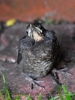 Filename=0034_fotowilga.JPG
Filesize=264KB
Dimensions=525x700
Date added=Mar 27, 2019 0034_fotowilga.JPG