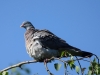 Filename=0034_fotowilga~0.JPG
Filesize=247KB
Dimensions=700x525
Date added=Jun 20, 2019 0034_fotowilga~0.JPG