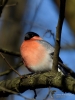 Filename=0034_fotowilga~47.JPG
Filesize=241KB
Dimensions=525x700
Date added=Feb 08, 2018 0034_fotowilga~47.JPG