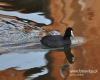 Filename=00362_fotowilga~12.JPG
Filesize=104KB
Dimensions=600x480
Date added=May 26, 2016 00362_fotowilga~12.JPG