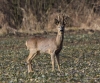 Filename=00364_fotowilga~0.JPG
Filesize=409KB
Dimensions=700x582
Date added=Jan 26, 2022 00364_fotowilga~0.JPG