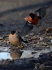 Filename=00364_fotowilga~26.JPG
Filesize=249KB
Dimensions=525x700
Date added=Feb 27, 2018 00364_fotowilga~26.JPG