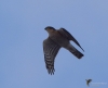 Filename=0036_fotowilga~0.JPG
Filesize=249KB
Dimensions=700x568
Date added=Mar 23, 2021 0036_fotowilga~0.JPG