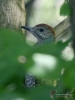 Filename=0036_fotowilga~40.JPG
Filesize=258KB
Dimensions=525x700
Date added=Jun 12, 2017 0036_fotowilga~40.JPG