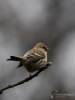 Filename=00370_fotowilga~30.JPG
Filesize=211KB
Dimensions=525x700
Date added=Nov 29, 2017 00370_fotowilga~30.JPG
