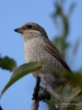 Filename=00373_fotowilga~28.JPG
Filesize=212KB
Dimensions=525x700
Date added=Sep 09, 2017 00373_fotowilga~28.JPG
