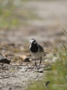 Filename=00375_fotowilga~32.JPG
Filesize=235KB
Dimensions=525x700
Date added=Jun 20, 2019 00375_fotowilga~32.JPG
