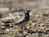 Filename=00379_fotowilga~27.JPG
Filesize=282KB
Dimensions=700x525
Date added=Jun 20, 2019 00379_fotowilga~27.JPG