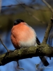 Filename=0037_fotowilga~56.JPG
Filesize=232KB
Dimensions=525x700
Date added=Feb 08, 2018 0037_fotowilga~56.JPG