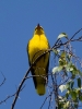 Filename=0038_fotowilga.JPG
Filesize=264KB
Dimensions=525x700
Date added=May 26, 2019 0038_fotowilga.JPG